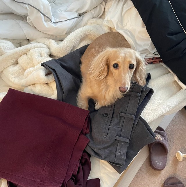 着替えの服をおくとすかさず乗ってくるのだそう（画像提供：ちゃちゃさん）