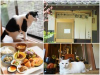 窓辺で涼む蓮（れん、左上）動真庵の玄関（右上）、季節の野菜を使った「御菜膳」。車麩のカツは絶品（内容は季節によって変わる）（左下）、ご本尊の前にたたずむしろ（右下）