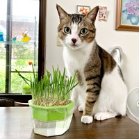 猫草を前にちょこんとおすわりするショコラくん（画像提供：ショコタルさん）