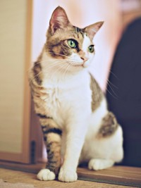 保護から2年、元気いっぱい過ごすシエルくん（画像提供：BigBobさん）