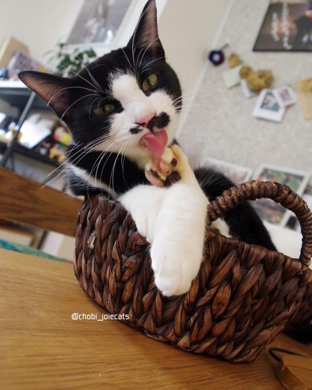 セルフグルーミング中のちょびくん