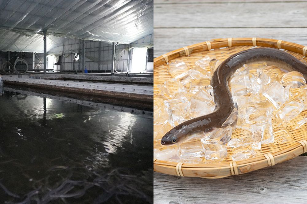 養鰻場の様子とうなぎ