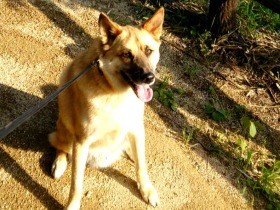 野良犬から生まれた子犬　大きくなって家族を守る存在に