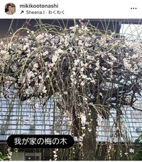 音無美紀子インスタグラム＠mikikootonashiより