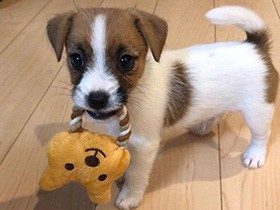 初めて会った時から、ヨチヨチ歩いて寄り添ってくれた　ジャックラッセル「あん」