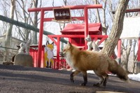 御金神社とキツネ（画像提供：狐仙人乃弟子 トコノ オルタさん）
