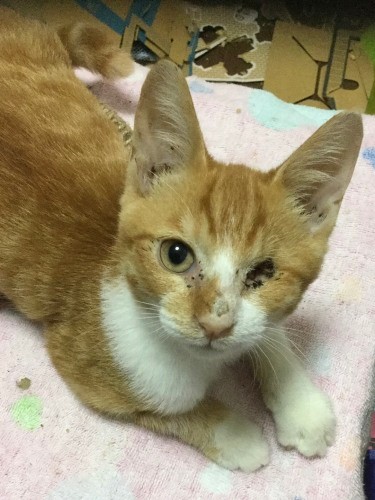 保護されて間もないころ。眼球はなかったが眼窩（がんか）に根が残っていたため、このあと摘出手術をしたそうです（ボランティアの中山さん提供）