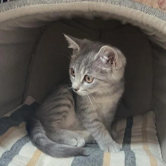 家にきたころの「リズ」

