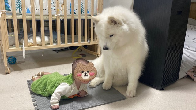 弟くんを見守るこはくちゃん（提供：サモエド　こはくさん）