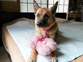 おNEWのぬいぐるみと思いをはせて　ミックス犬「そら」