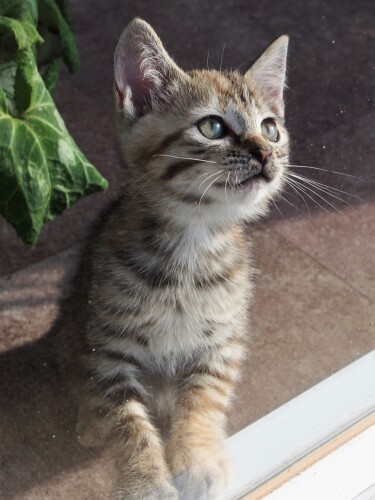 南房総で美容室を開く夫妻が、雨の車道で出会い、一緒に暮らすようになったテト。今はのんびり元気に暮らしている（佐竹茉莉子撮影、「猫との約束」より）