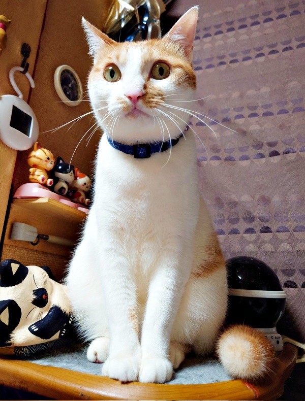 素敵なレディへと成長した美晴ちゃん（画像提供：Atsusi_Miharuさん）