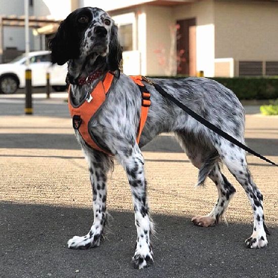 スラリとした立ち姿