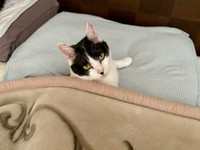 まるで人間！？ 布団に入ってくつろぐむすびくん（画像提供：猫のしお むすび 飼い主はろでさん）