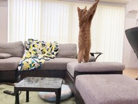 筋肉隆々、レオンちゃん=ゆあ＠ライターさん（@yunc24291）提供
