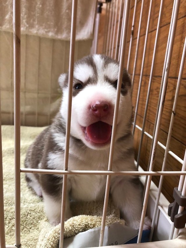 赤ちゃんの頃のシャンテちゃん（提供：ハマジさん）