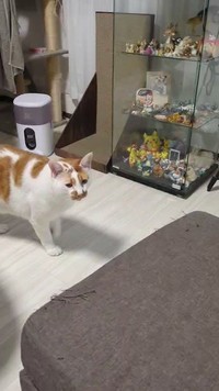 「おいで」という飼い主さんのジェスチャーに反応してやって来た、しょぼぼくん（動画からキャプチャー／提供：tknさん @tatatano129）