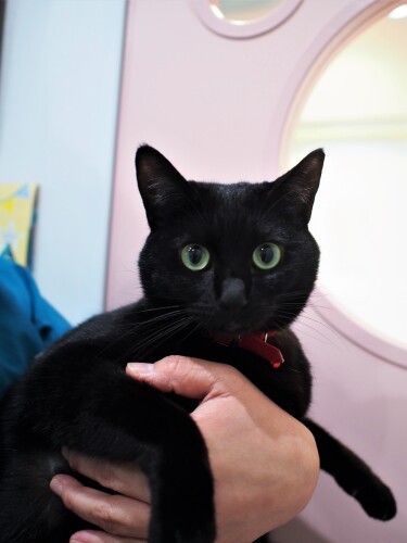 いちばん人懐こい、のあ