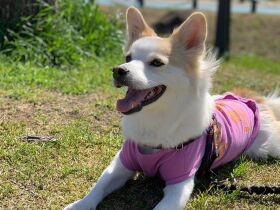 鬼ごっこが好き　どんな犬とも仲良くできるミックス犬「ひなた」