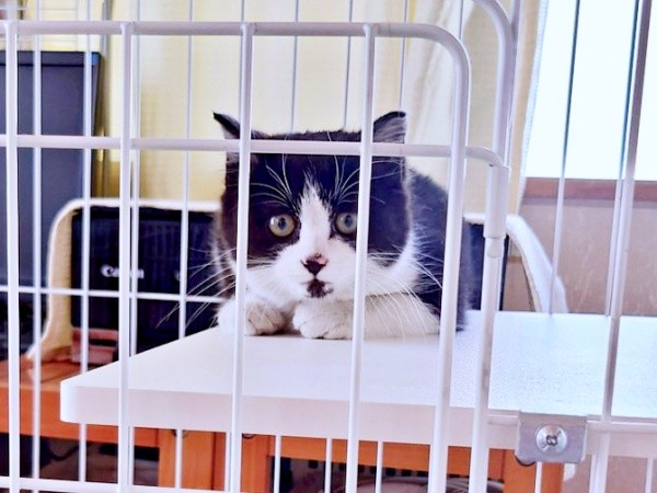 保護時、生後推定6カ月、ケージの中で不安げな表情を浮かべていたあんこちゃん（画像提供：しじみとんさん）