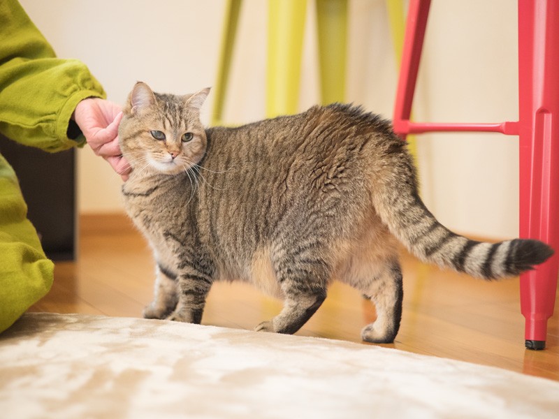 「たまにはおかんもなでてあげたほうがいいのかしら」（小林写函撮影）