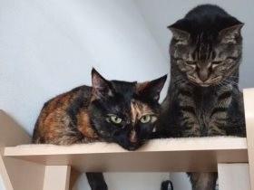 猫が玄関でスーハー、ベランダをトコトコ…　ヒヤリ・ハット体験