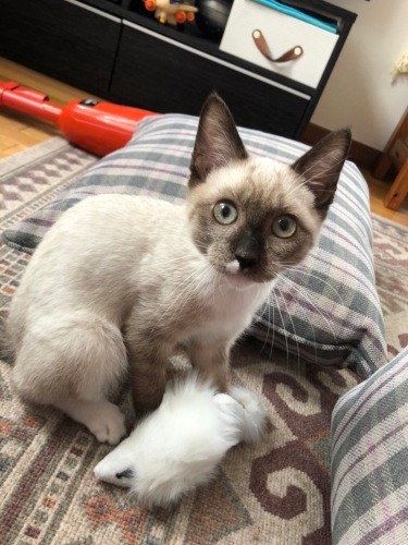 真弓さんの家に来たばかりの頃（真弓さん提供）