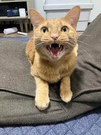 ごはんのさいそく中かな～？（画像提供：むぎと人間さん）