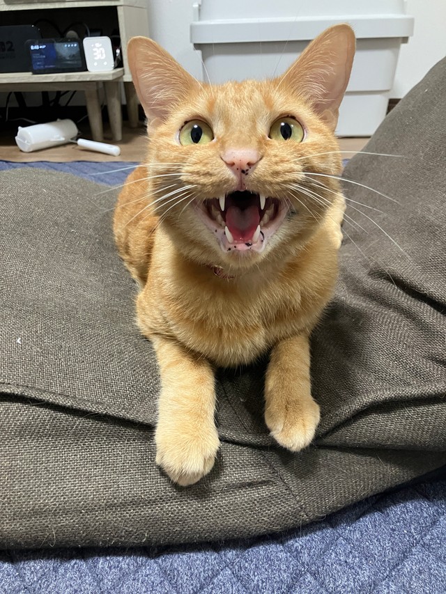 ごはんのさいそく中かな～？（画像提供：むぎと人間さん）