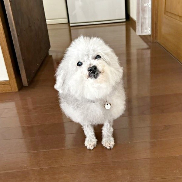 ご機嫌なココちゃん。飼い主さんをじっと見つめます（画像提供：ハルくん）