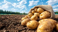 今が旬の新じゃが※画像はAIが作成したイメージです（Chirayu stock/stock.adobe.com）