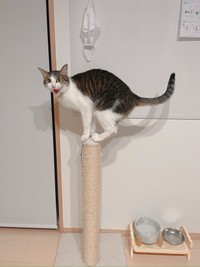 甘えん坊だというちよちゃん（提供：みょん☺︎さん）