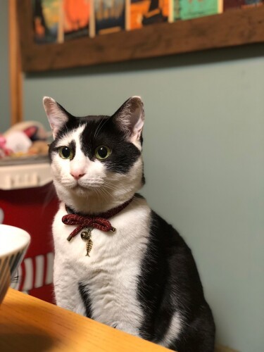 ガーン！末っ子の座を奪われ……すねてしまった牛ちゃんでした（夏子さん提供）