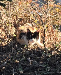 長年公園で暮らしていたという三毛猫ちゃん（Yurikoさん提供）