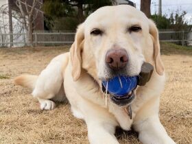 早く庭に出たくて、友人宅のガラス窓を割っちゃったハッチャケ娘　ラブ「リリー」