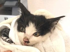 卒業した猫が飼いやすいと評判　「あさこ幼稚園」の猫の慣らし方