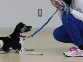 少年院の少女が保護犬のトレーニング　絆深め、ともに大きく成長