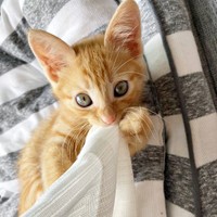 保護から9日後、カーテンにじゃれるむぎちゃん（画像提供：むぎと人間さん）