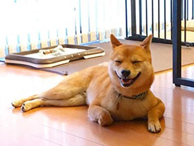 あ～涼しい　お庭から戻ってフローリングで涼む　豆柴「空海」