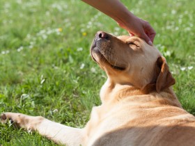 保護犬や保護猫の譲渡、トラブルになるケースも　契約書を作成しよう