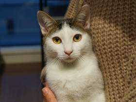 犬好きの夫と猫好きな妻の新婚生活　両方飼い始めて、ふたりに起こった変化とは