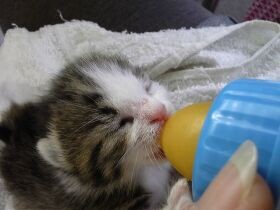 子猫を救え！　赤ちゃん猫を連れて電車通勤？