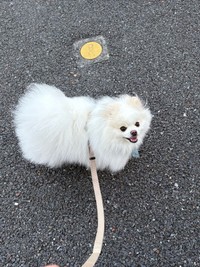 夏場は暑いので、朝5時に起きてお散歩してます（「ポメラニアンの天くん！」さん提供）