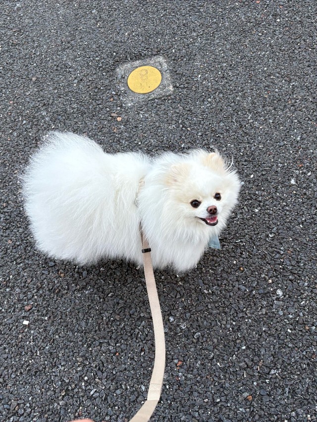 夏場は暑いので、朝5時に起きてお散歩してます（「ポメラニアンの天くん！」さん提供）