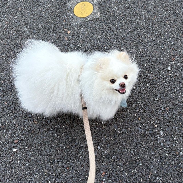 夏場は暑いので、朝5時に起きてお散歩してます（「ポメラニアンの天くん！」さん提供）