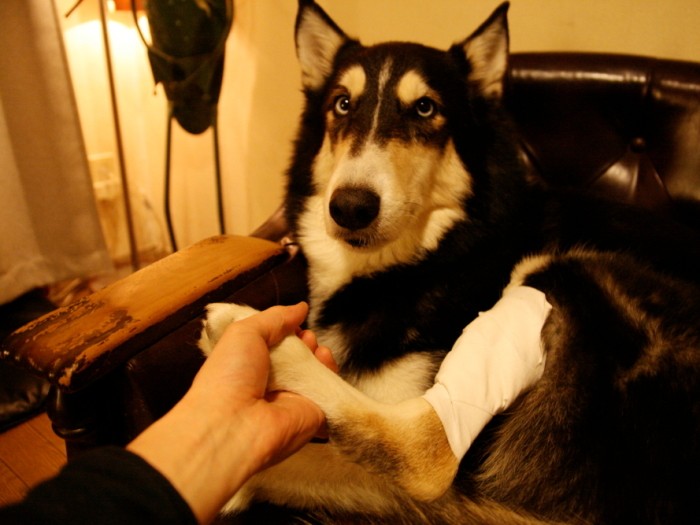 犬の 世話 を苦に感じなくなる考え方と 今のうちにやっておくべきこと 犬 猫との幸せな暮らしのためのペット情報サイト Sippo 犬の 世話 を苦に感じなくなる考え方と 今のうちにやっておくべきこと 犬 猫との幸せな暮らしのためのペット情報サイト Sippo