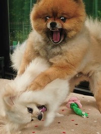 （ぴよりんさん提供）