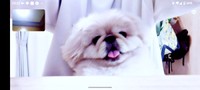 リモート会議に参加！ パソコンの画面を見つめるどんきちくん（画像提供：ペキのどんきちさん）
