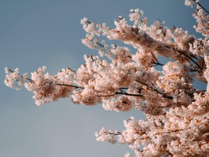 母が望んだ「季節感のある子」って、どういう意味なんだろう