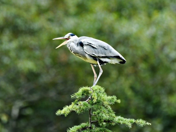 木の上にとまって鳴くアオサギ  ※画像はイメージです（dreamnikon／stock.adobe.com）